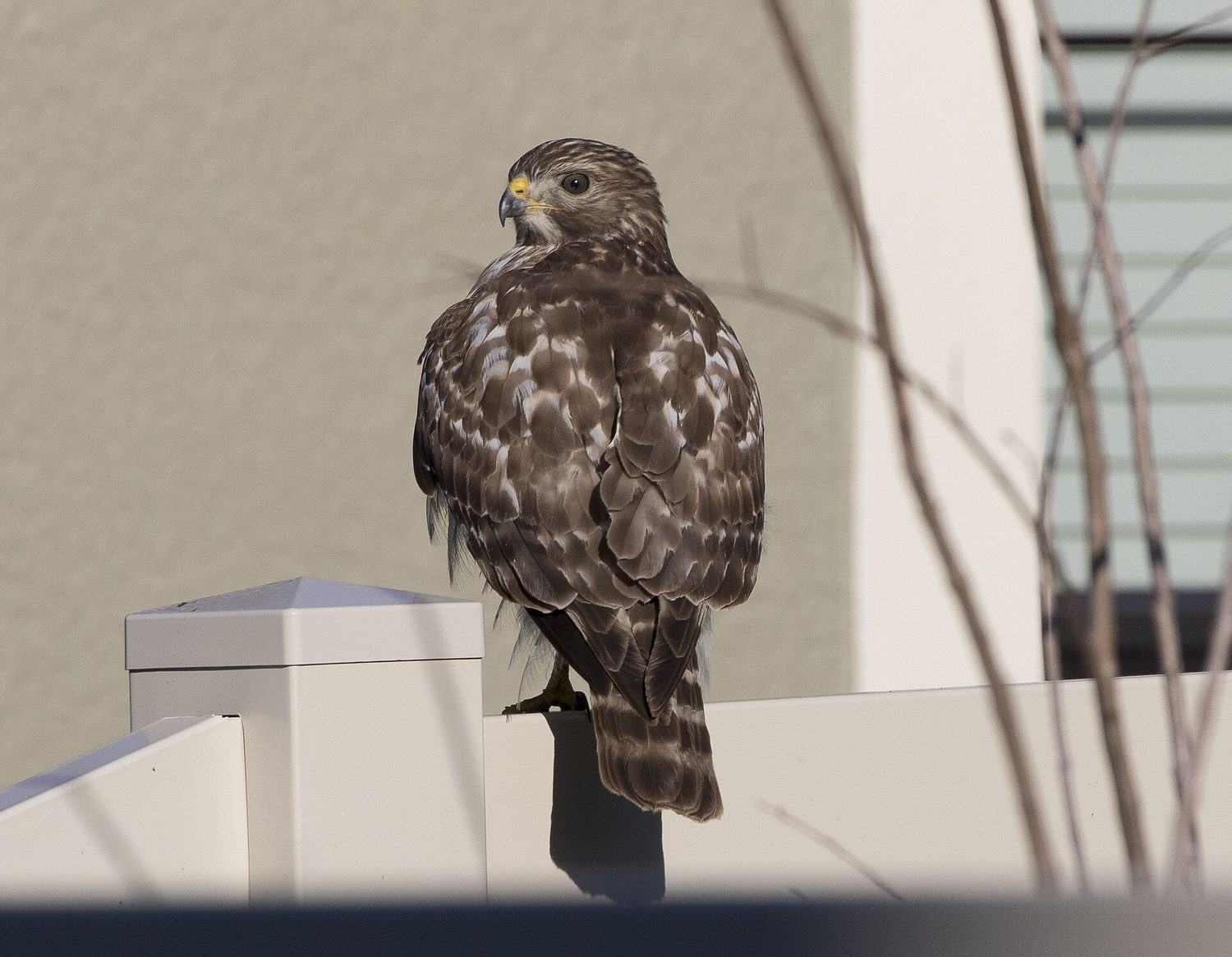 Red-shouldered Hawk (HY), Wesley Chapel, Florida, 31 December